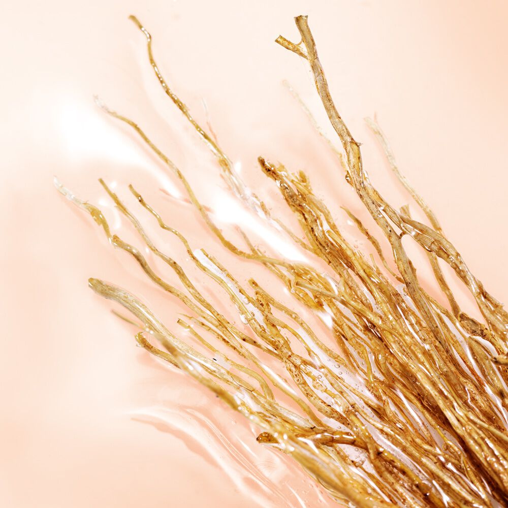 Vetiver