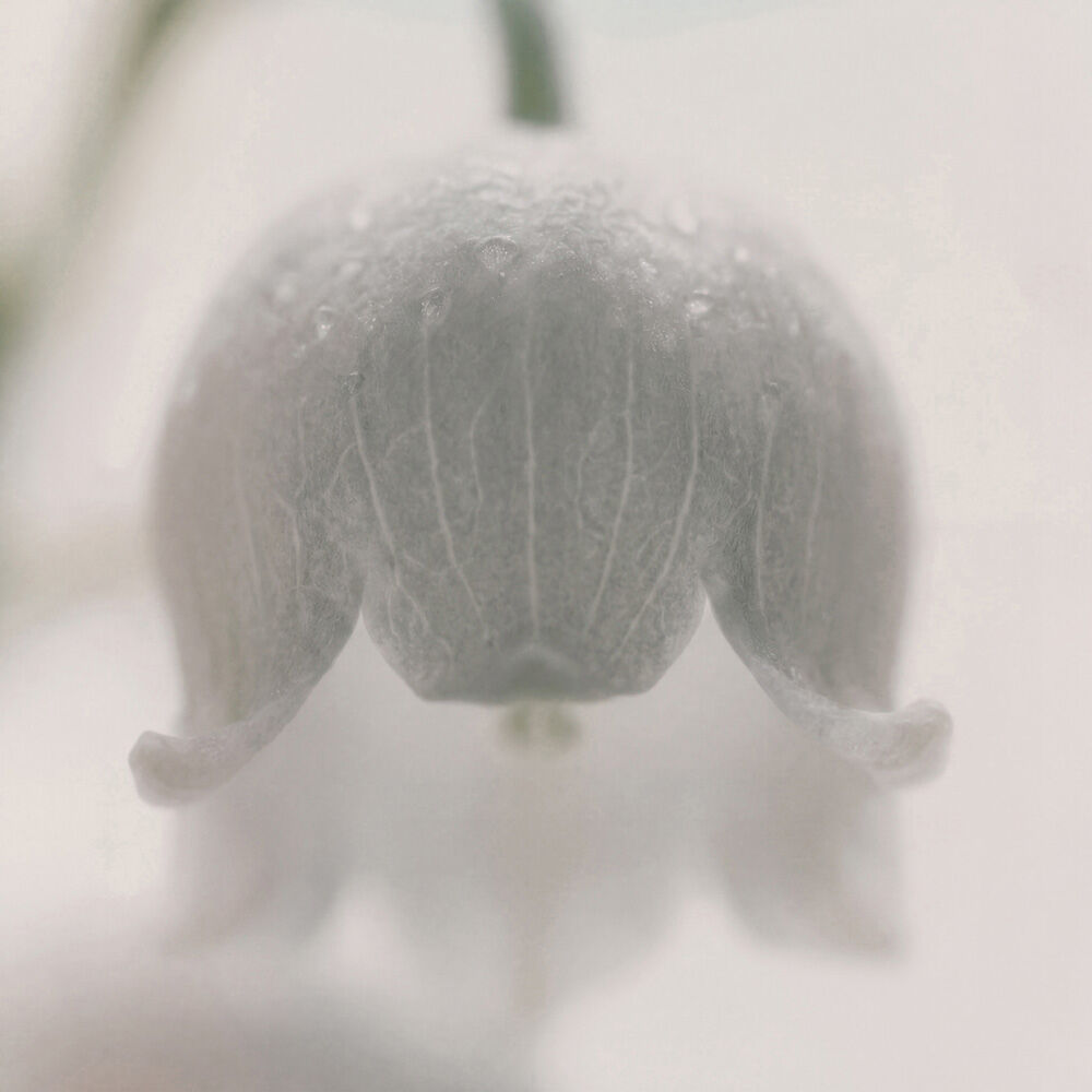 LILY OF THE VALLEY ACCORD